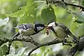 Väterliche Fütterung eines Jungvogels