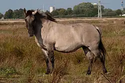 Konik
