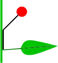 Konkauleszenz