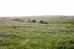 Prärie in Kansas