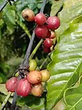 Robusta-Kaffee, Lebensgrundlage für die Gemeinschaften im Wald des Nationalparks