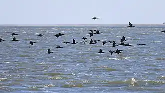 Kormorane im Flug
