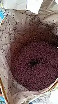Ein stark mit Kornkäfern befallener Saatgutsack (Weizen)