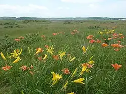 Lilien in den Wiesen um den See