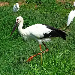 Schwarzschnabelstorch, Seitenansicht