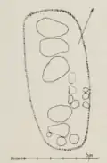 Grundriss nach Krüger
