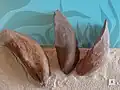 Krümmuschel Gervilleia hartmanni