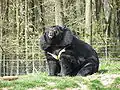 Kragenbär