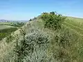 Die Hangoberkante mit dem Vorkommen der Hornmelde, rechts vom Weg eine landwirtschaftliche Monokultur.