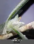 Zwei Vorblätter schließen die Frucht ein und bilden das namensgebende „Horn“. Erkennbar sind auch die zwei Narben der weiblichen Blüte.