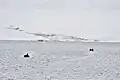 Krenkel-Bucht (Nordostküste der Komsomolez-Insel; 80°&nbsp;40′&nbsp;N, 97°&nbsp;30′&nbsp;O)