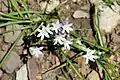 Kretischer Blaustern