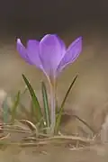 Auf den Lechheiden sehr selten: der Frühlings-Krokus