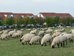 Schafbeweidung im Landschaftsraum Kronsberg