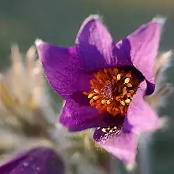 Gewöhnliche Kuhschelle Einzelblüte