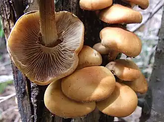 Stockschwämmchen an einem Laubholzstrunk mit Sicht auf die Lamellen