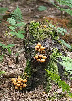 Stockschwämmchen an verrottendem Holz