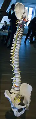 Modell Wirbel- säule