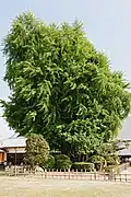Alter Ginkgo