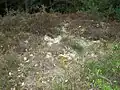 Flechtenreiche Sandheide nördlich von Niederhaverbeck