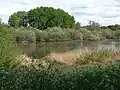 Enten im Westen des Polders