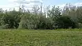 Vitale und abgestorbene Vegetation nördlich des Polderdamms
