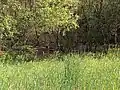 Vernässte Vegetation südlich des Polderdamms