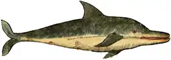 S. 28v: Tursiops truncatus