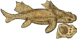 S. 46v: Oxynotus centrina