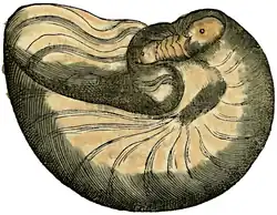 S. 55r: Nautilus pompilius