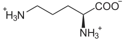 Ornithin