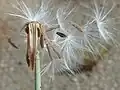 Früchte mit Pappus