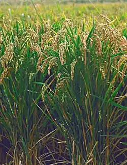 Feld