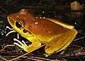 Ranoidea wilcoxi