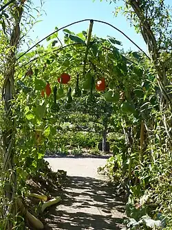 Kürbisse im Nutzgarten