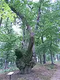 Ein Stamm