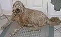Labradoodle