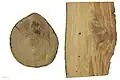 Laburnum alpinum - Museum specimen - holz