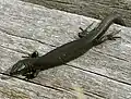 Schwärzlinge der Waldeidechse sind am Großen Feldberg/Taunus häufig anzutreffen.