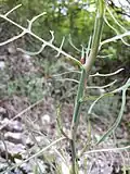 Die tief fiederteiligen Blätter des in Österreich gefährdeten Ruten-Lattichs (Lactuca viminea) sind optimal an die Trockenheit der Felshänge angepasst.[5]