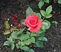 ‘Lady Rose’, Kordes, 1979