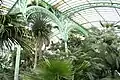 Innenansicht des "Serre du Congo"