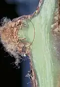 Längsschnitt durch ein gesundes Auge - Triebanlagen sind grün.