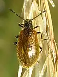 Gemeiner Wollkäfer Lagria pubescens
