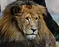 Löwe (Panthera leo)