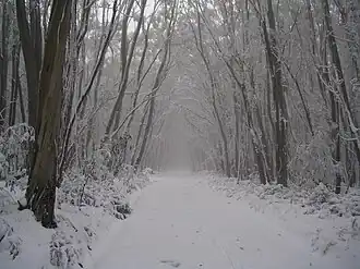 Eine Loipe am Lake Mountain nach Schneefall