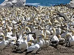 Kaptölpel auf Bird Island