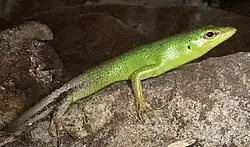 Smaragdskink in Lore