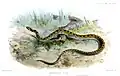 Fisk-Hausschlange aus Proceedings of the Zoological Society of London, 1887