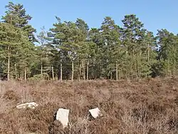Im Wald von Ermenonville